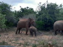 Elephas maximus maximus