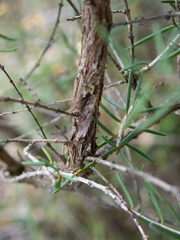 Hypocalymma angustifolium