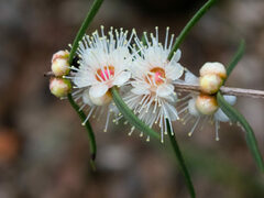 Hypocalymma angustifolium