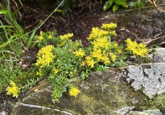 Sedum morrisonense