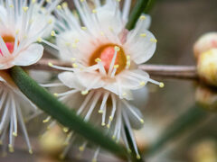Hypocalymma angustifolium