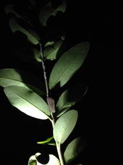 Ricania sublimata