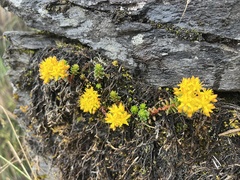 Sedum morrisonense