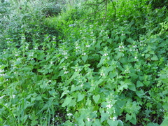 Lamium moschatum