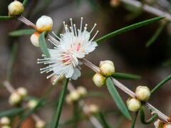 Hypocalymma angustifolium