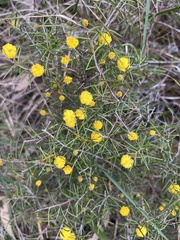 Acacia brownii