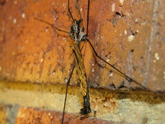 Tipula metacomet