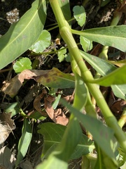 Hydrocotyle ranunculoides