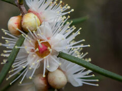 Hypocalymma angustifolium
