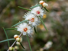Hypocalymma angustifolium