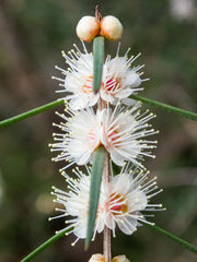 Hypocalymma angustifolium