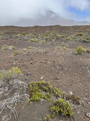 Coprosma ernodeoides