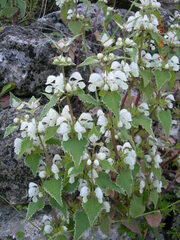 Lamium moschatum