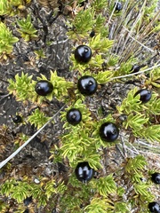 Coprosma ernodeoides