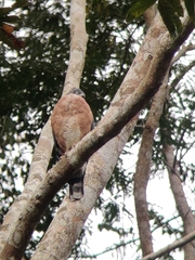 Harpagus bidentatus