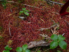 Sphagnum capillifolium