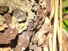 Tropidurus torquatus