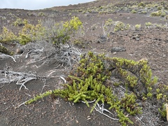 Coprosma ernodeoides
