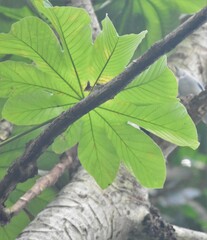 Cecropia obtusifolia