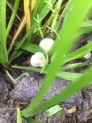 Panaeolus cyanescens