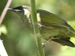 Meliphaga lewinii