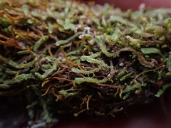 Douinia ovata