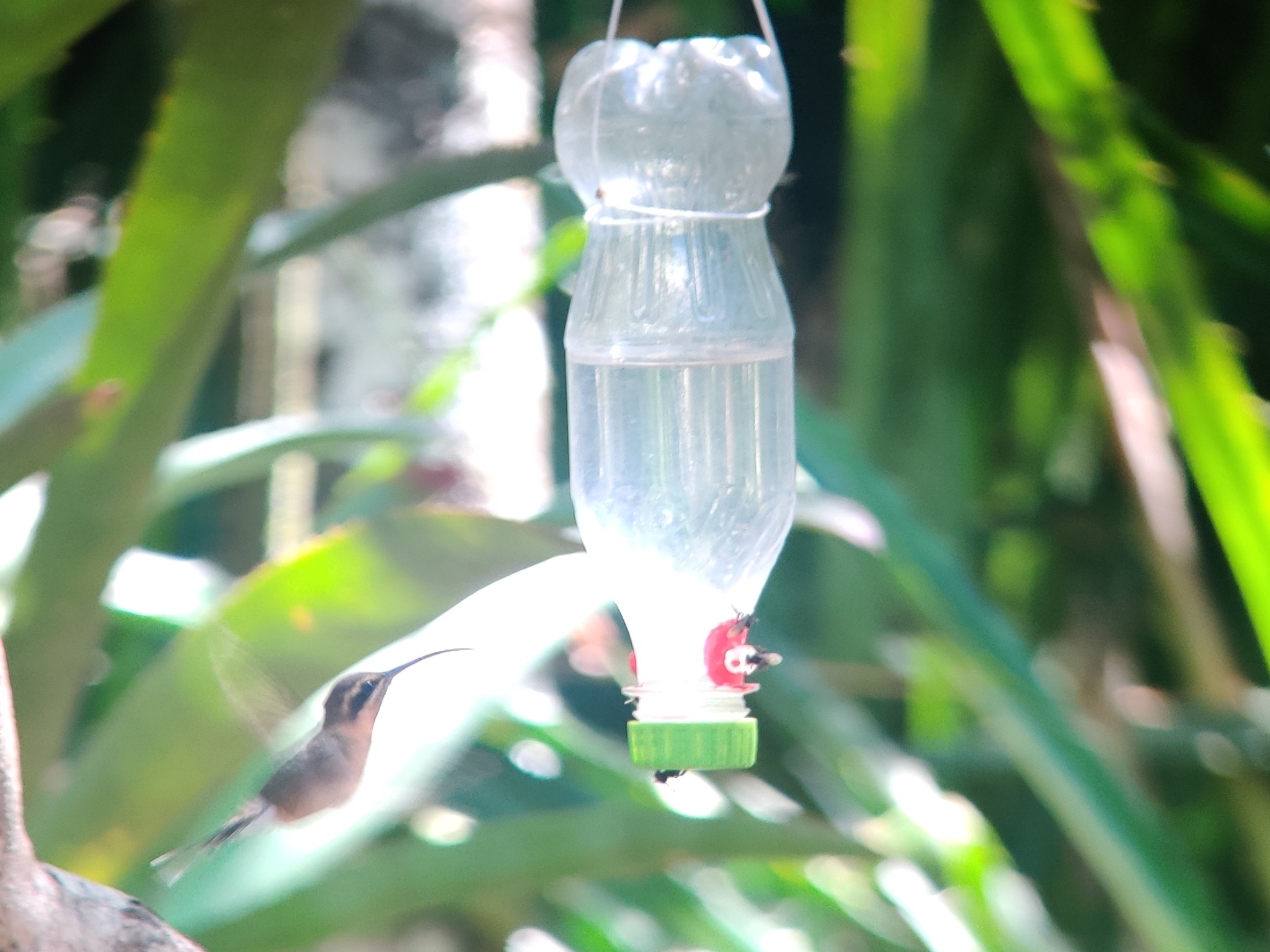 Minute Hermit (Phaethornis idaliae), photo 10