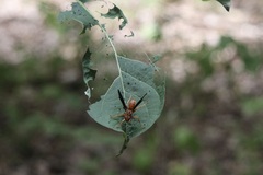 Polistes rubiginosus