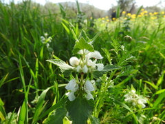 Lamium moschatum