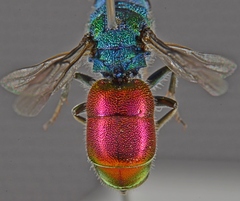 Chrysura austriaca