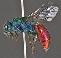 Chrysura austriaca