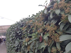 Photinia × fraseri