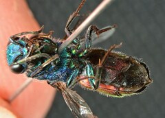 Chrysura austriaca