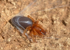 Dysdera