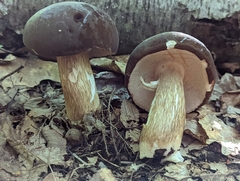 Tylopilus badiceps