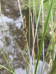 Carex tereticaulis