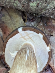 Tylopilus badiceps