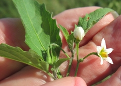 Solanum emulans