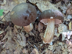 Tylopilus badiceps