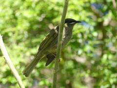 Meliphaga lewinii