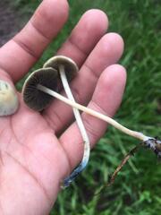 Panaeolus cyanescens