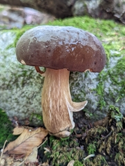 Tylopilus badiceps