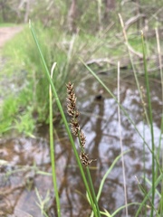 Carex tereticaulis