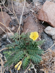 Tribulus