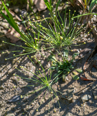 Androsace filiformis