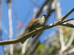 Meliphaga lewinii