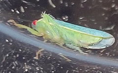 Gyponana