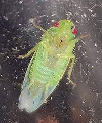 Gyponana
