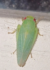 Gyponana