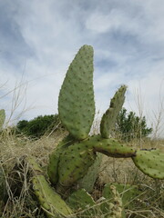 Opuntia engelmannii